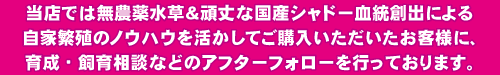 当店では無農薬水草&頑丈な国産シャドー血統創出による自家繁殖のノウハウを活かしてご購入いただいたお客様に、育成・飼育相談などのアフターフォローを行なっております。